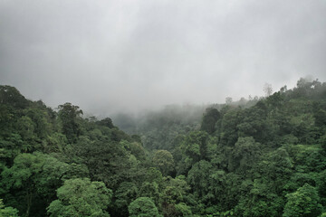 Fog over gern jungle - Bali