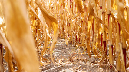 Drought as the cause of the food crisis. Dried corn crop due to global warming and lack of water....