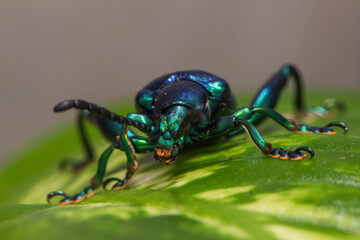 beetle on a green leaf
