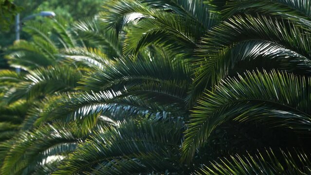 Close-up, palm tree branches are moving on a sunny day. Bright sunbeams on isolated green palm leaves sway in the wind. Paradise vacation in a warm tropical country.