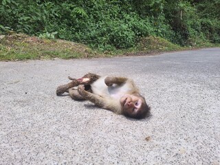Monkey died on power line attack in coorg, karnataka, 18 09 2022