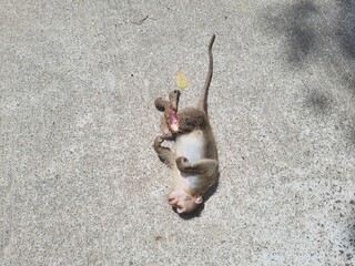 Dead monkey on rod, power line attack | Accidental death of indian monkey