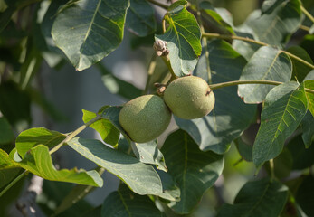 green raw walnuts on the branch. growing on a tree.
