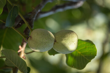 green raw walnuts on the branch. growing on a tree.