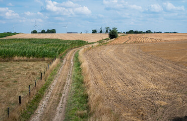 Fototapeta na wymiar Road through the golden agriculture fields around Namur