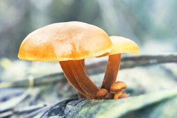 Flammulina velutipes is commonly known as Velvet Shank, Velvet Foot or Enoki, Enokitake. Orange edible mushroom.