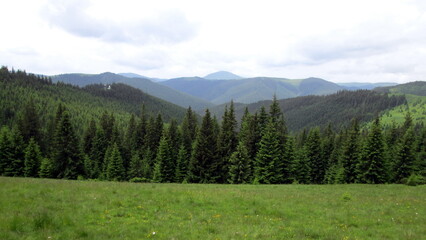 Fototapeta na wymiar Spruce forest in the mountains