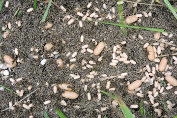 Black garden ants in a nest trying to carry eggs and larvae