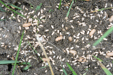 Black garden ants in a nest trying to carry eggs and larvae