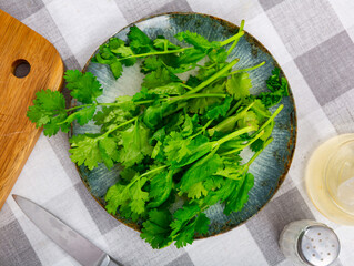 Sprigs of fresh fragrant cilantro lying on a plate. Ingredients for cooking