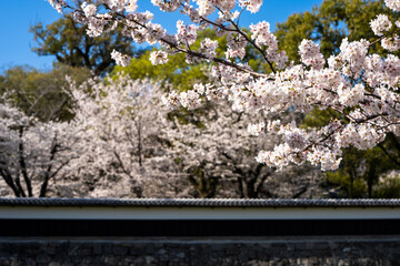 城塀と桜