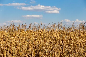 golden ear of wheat against the sky