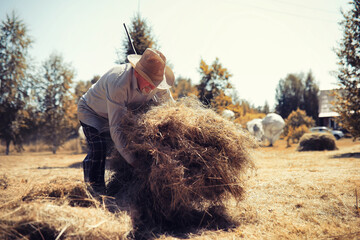 A man is raking the cut grass. Autumn harvest of cereals. Grandpa takes care of the lawn of a country house.