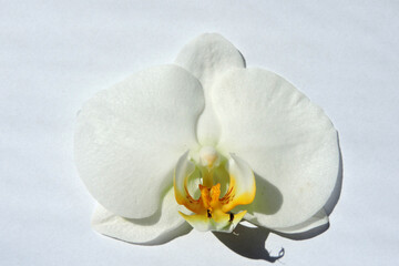 A close-up of a white orchid flower with a yellow and orange centre, white background