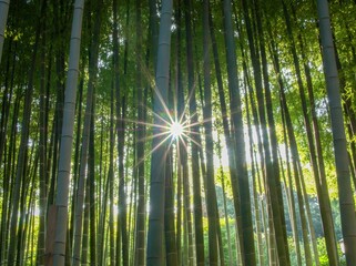 bamboo, sunlight