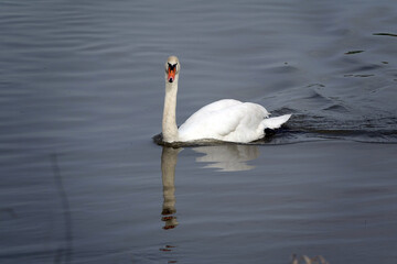 Schwan