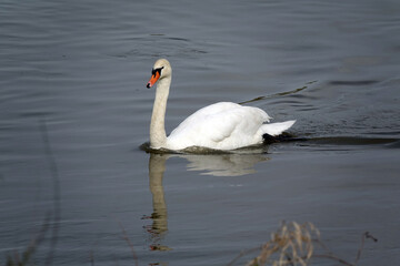 Schwan