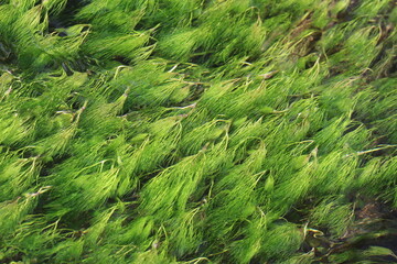 Seaweed