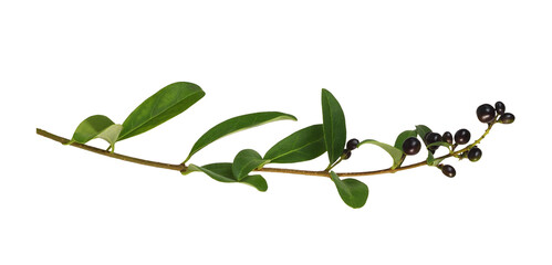 Twig of ligustrum with green leaves and black berries isolated