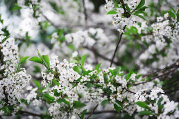 White flower on the tree. Apple and cherry blossoms. Spring flowering.