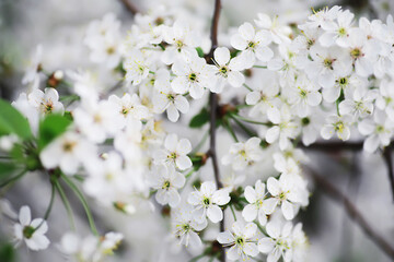 White flower on the tree. Apple and cherry blossoms. Spring flowering.