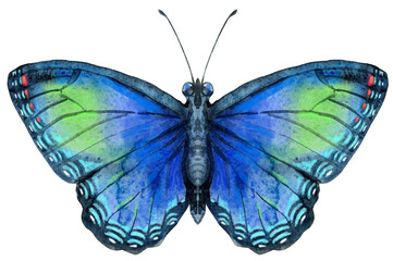 Watercolor blue butterfly with green spots, isolated on white