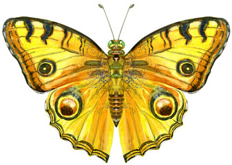 Watercolor yellow butterfly with black spots