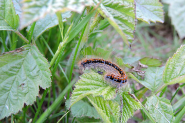 A colorful ground Lackey (Malacosoma castrensis) caterpillar feeding on a blackberry leaf