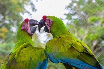 two macaws in love 