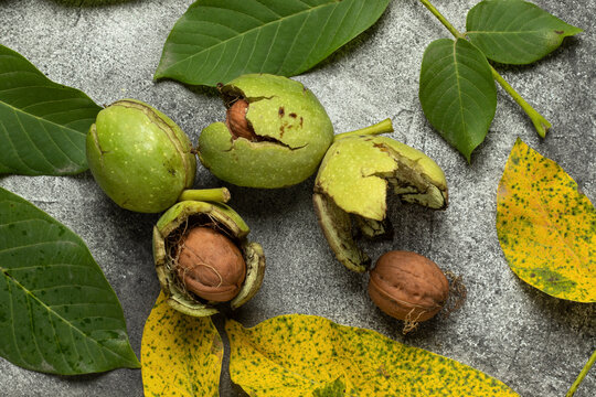 Walnuts inside and outside the green husk. On a black background, top view.
