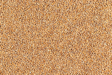 Wheat grain background. Top view, full frame photo.