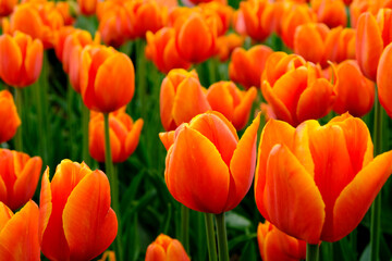 Summer vacation in the Netherlands: huge fields with gorgeous tulips in all colors - red, yellow, patterned and much more. A true sea of flowers in the fields - and an oasis for photographers...