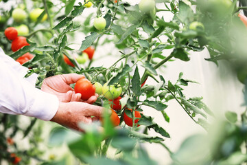 Fresh farm cherry tomatoes on the branches are harvested by the farmer.