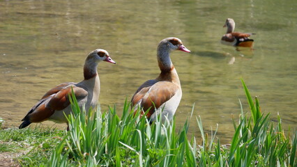 Nilgänse am Schilfufer und im See