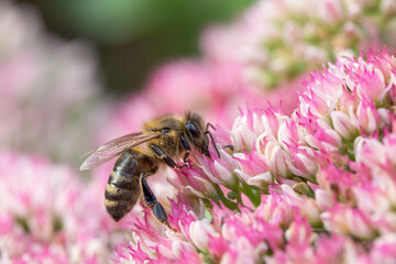Honey bee collecting pollen on Hylotelephium 'Herbstfreude' (Pink Sedum)
