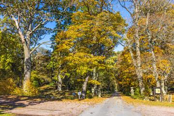 Road through a deciduous forest with autumn colors