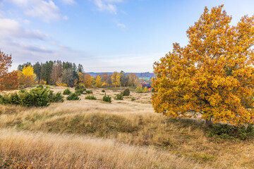 Meadow with trees in autumn colors