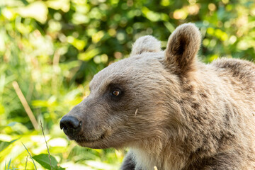 Naklejka premium Ours