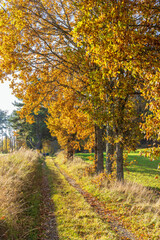 Autumn colors on the trees by a dirt road