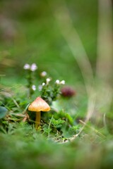 Champignon nature forêt humide automne