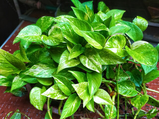 background texture of Epipremnum aureum or pinnatum money plant leaves