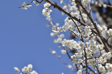 京都　梅宮大社の境内に咲く梅の花