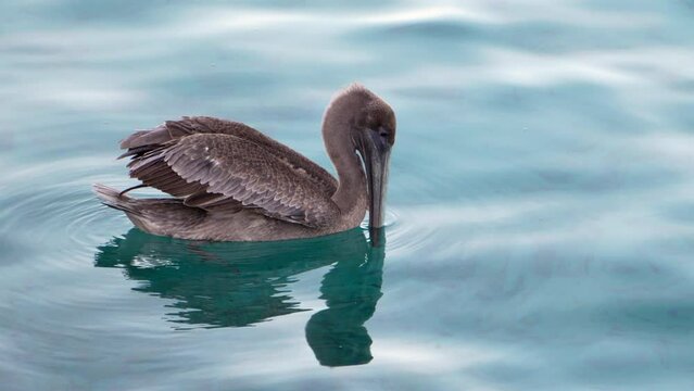Wildlife in Super Slow Moton 4K 120fps: Brown Pelican bird in the Caribbean Ocean around Curacao