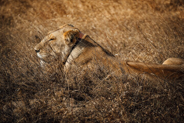 Wildlife of Tanzania 