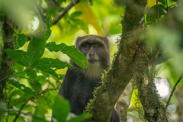 Wildlife of Tanzania 