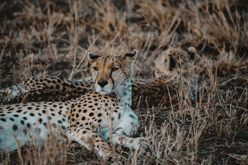 Wildlife of Tanzania 