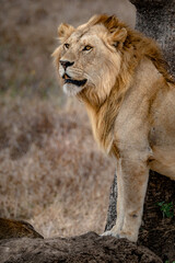 Wildlife of Tanzania 