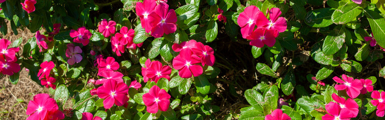 banner image of pink flowers