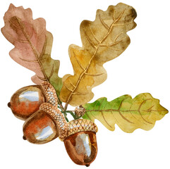 Watercolor oak branch with leaves and acorns. © Andreichenko