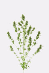 Cannabis plant and inflorescences. White background.